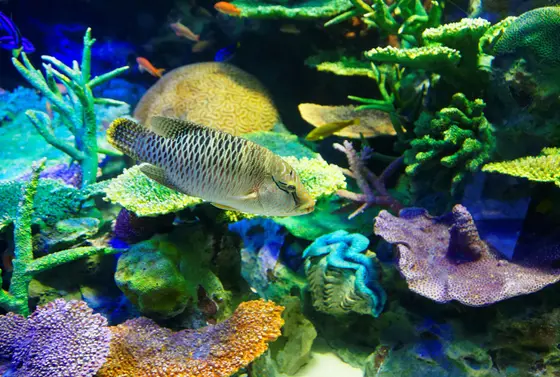 水中の生き物はとても神秘的☆