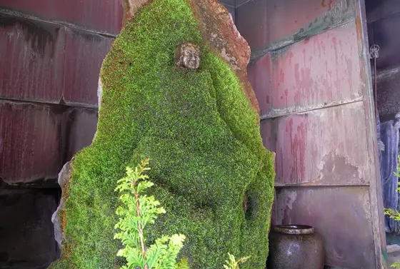 苔で覆われてます