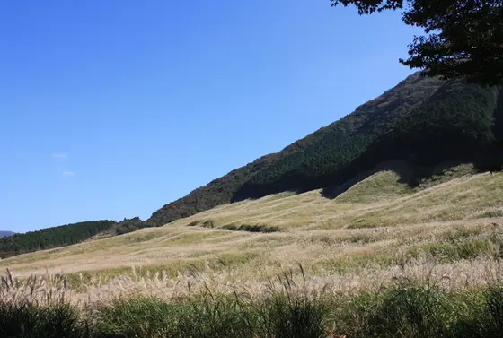 すすきが広がる