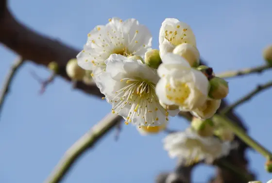 いろいろな色の花があります
