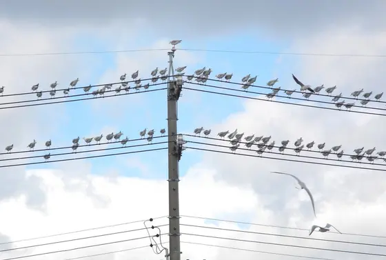 電線の上は全部カモメ
