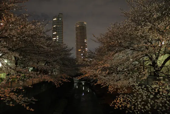 神田川2