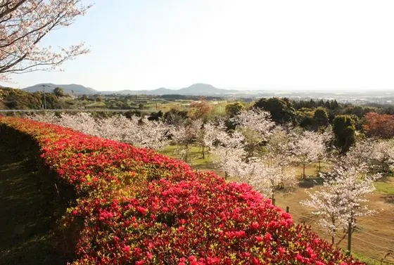 桜咲く頃