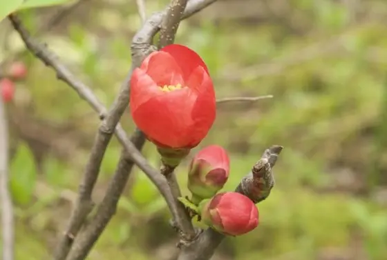 ARK GARDEN（お花）