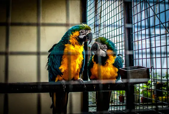 鳥たち