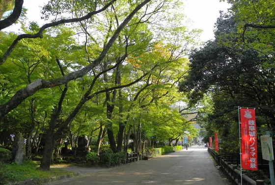 樹木が遠慮なしに伸びています