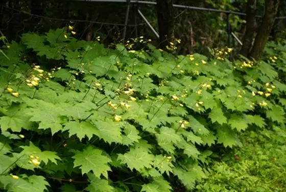 リフト沿いに咲くキレンゲショウマ