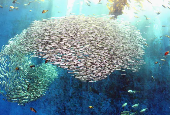 マイワシの魚群