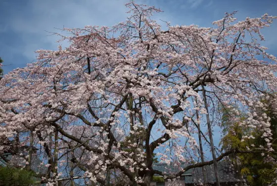【巨大枝垂桜】大宝寺