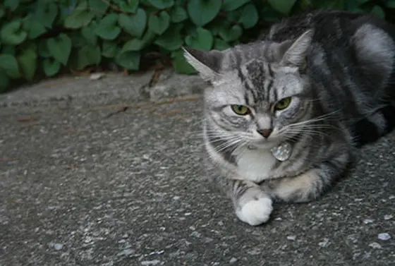 神楽坂の猫ちゃん