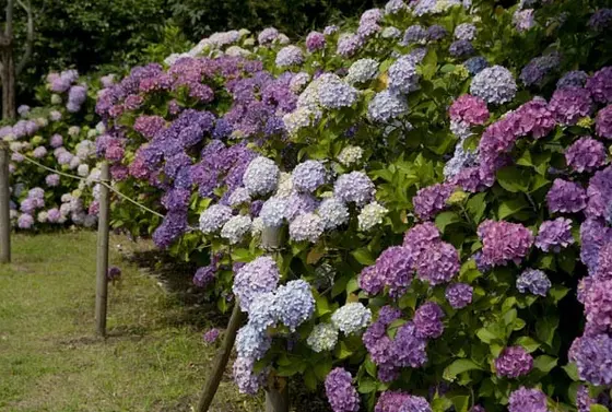紫陽花が咲く場所もあります。