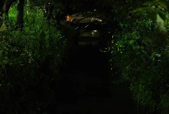 蛍