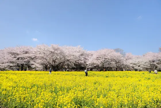 桜と菜の花