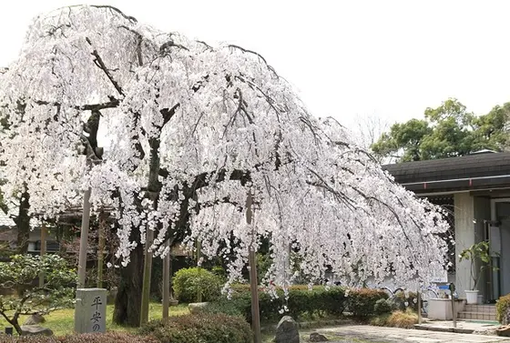 様々な種類の桜