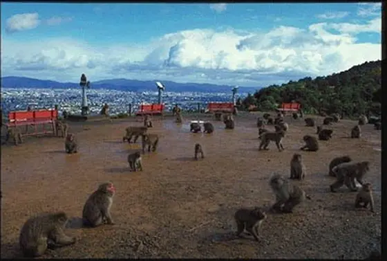 さる