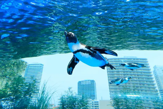 空飛ぶペンギンが見れます！