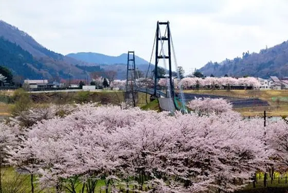 桜の季節