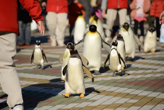 ペンギンのお散歩タイム