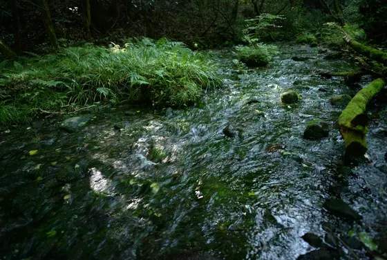 綺麗な水