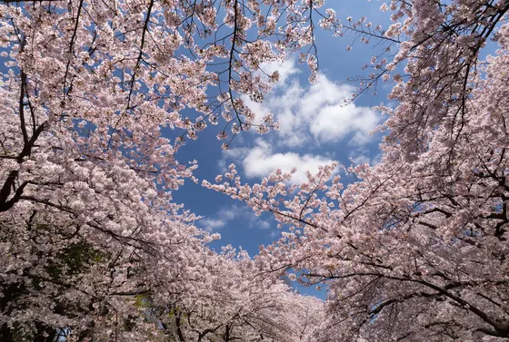 桜の名所