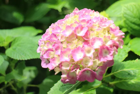 四季折々の花たち