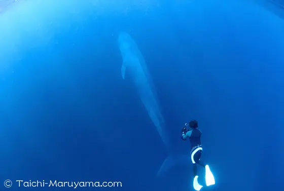 地球史上最大級の生物と一緒に泳ぐ