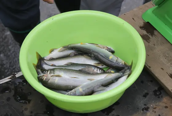 アユ釣りのメッカ