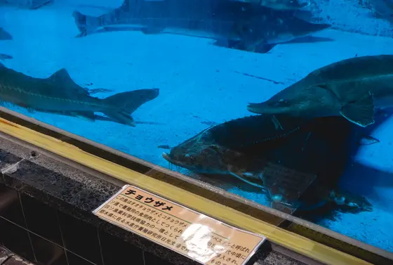 チョウザメ