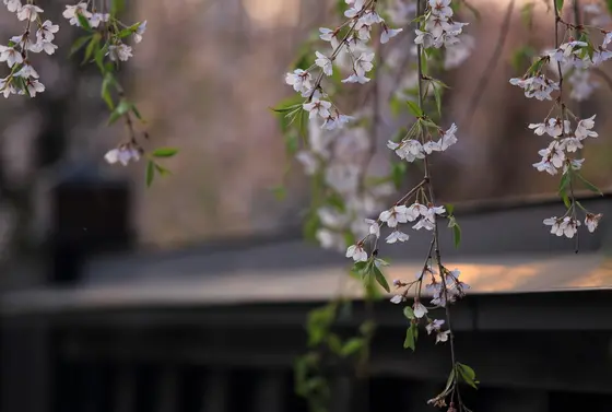 角館武家屋敷通りの桜