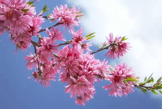 遅い春を告げる「花もも」
