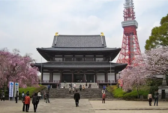 増上寺の桜