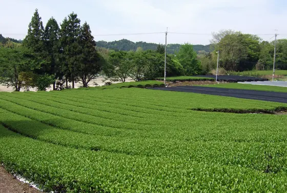 滋賀三大特産品のひとつ「土山茶」