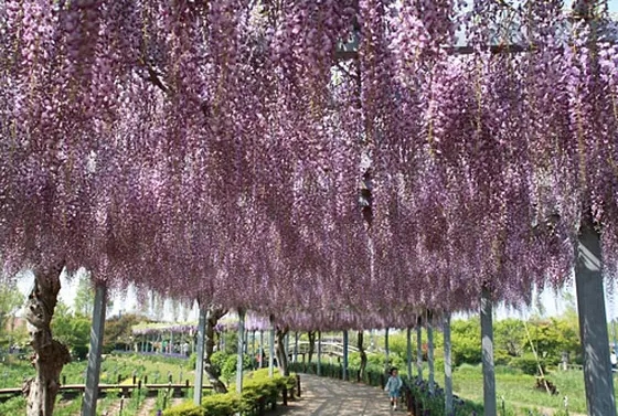 4月26日（土）から5月8日（木）まで「観藤会」