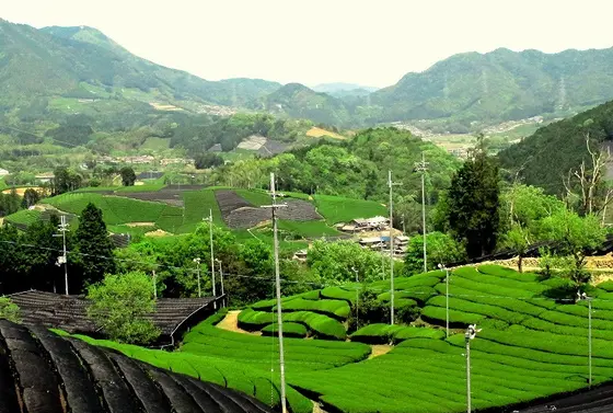 山谷の地形を活かしたお茶作り