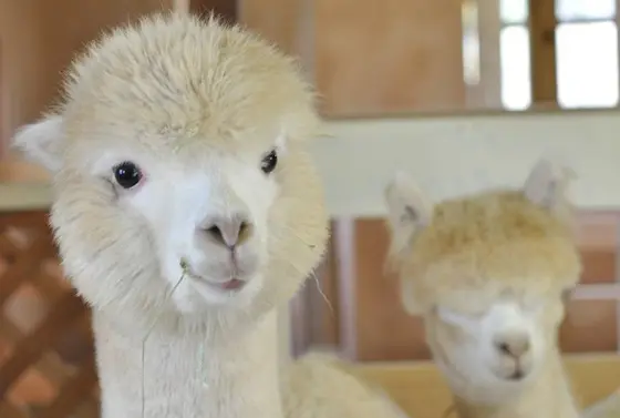 動物