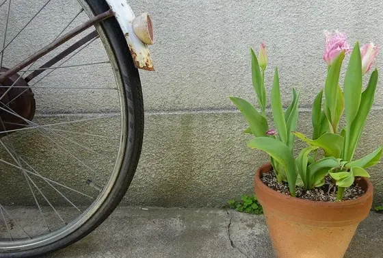玄関先の自転車、チャーミング