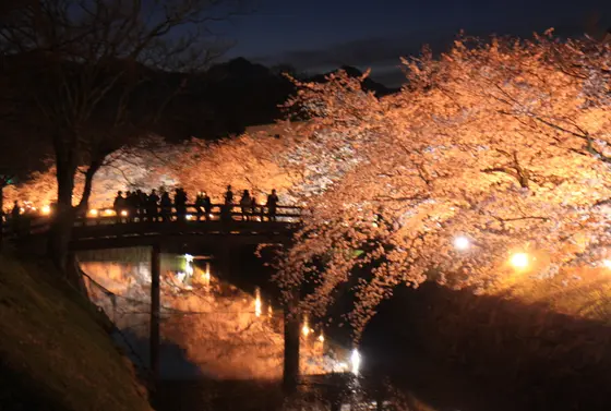 春休みには夜桜会も！