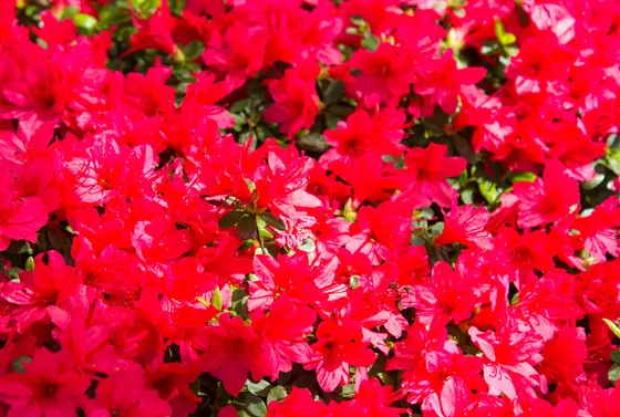 お花