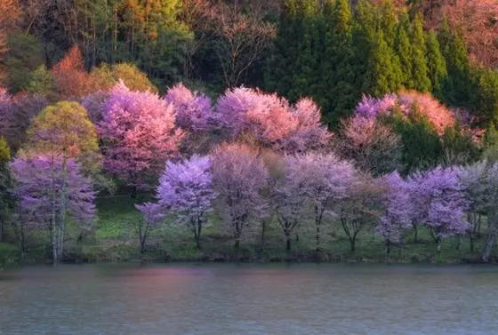 知る人ぞ知る桜の名所