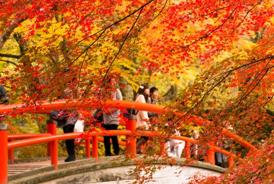 紅葉も
