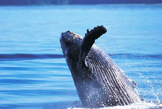 クジラーーー！