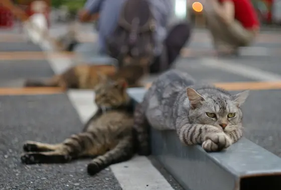 だんだんの近くで寝そべってる猫