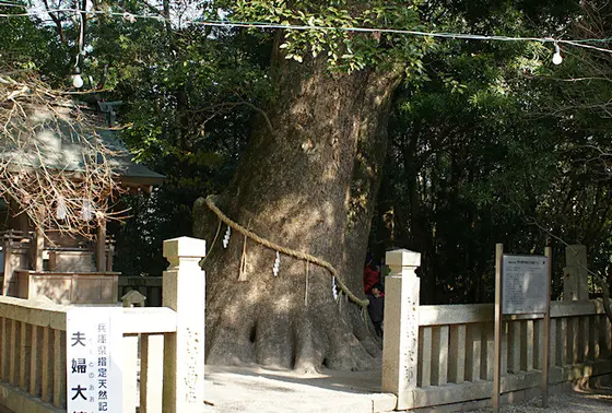 夫婦大楠