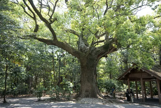 樹齢 数百年の楠