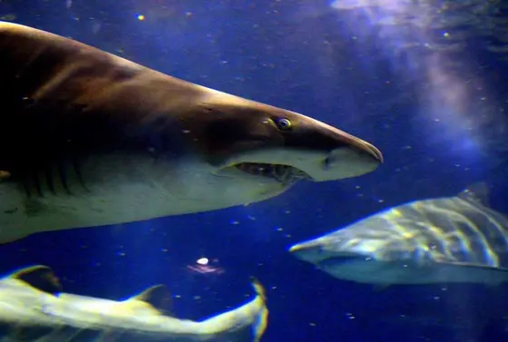 サメがたくさんいました。