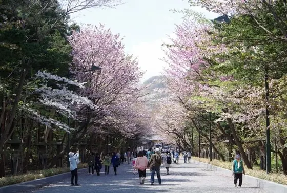 春は桜も🌸