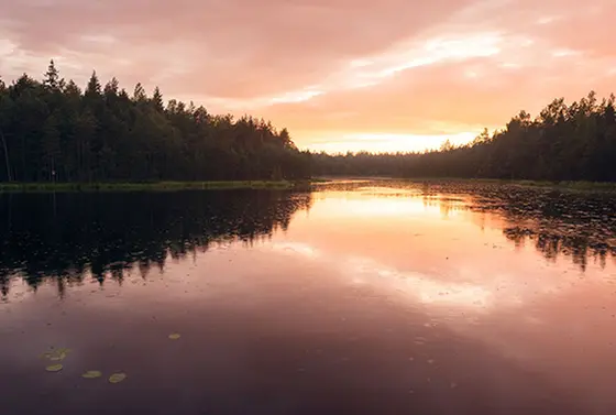 白夜の森を歩くツアーも