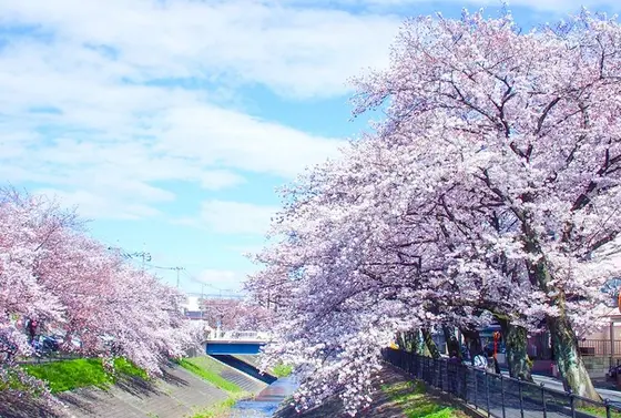 乞田川の桜並木