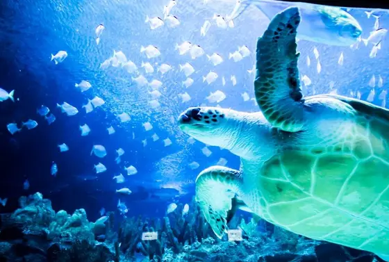KLCC水族館