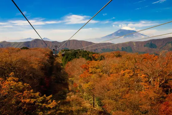 一面の紅葉は見事の一言